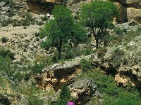 E, Teruel, Riodeva, Molino de la Montereta 5,  Saxifraga-Jan van der Straaten