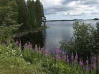 S, Gavleborgs lan, Ljusdal, Hennans 2, Saxifraga-Jan van der Straaten