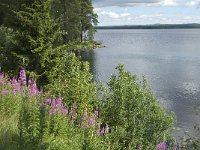 S, Gavleborgs lan, Ljusdal, Hennans 4, Saxifraga-Jan van der Straaten