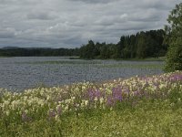 S, Gavleborgs lan, Ljusdal, Ramsjo 1, Saxifraga-Jan van der Straaten