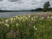 S, Gavleborgs lan, Ljusdal, Ramsjo 3, Saxifraga-Jan van der Straaten