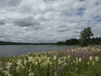 S, Gavleborgs lan, Ljusdal, Ramsjo 4, Saxifraga-Jan van der Straaten