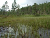 S, Jamtlands lan, Harjedalen 20, Saxifraga-Willem van Kruijsbergen