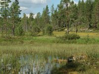 S, Jamtlands lan, Harjedalen 25, Saxifraga-Willem van Kruijsbergen