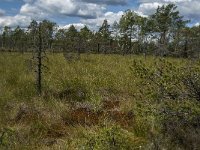 S, Jonkoping lan, Varnamo, Lovo 11, Saxifraga-Jan van der Straaten