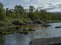 S, Norbotten Lan, Arjeplog 11, Saxifraga-Marijke Verhagen