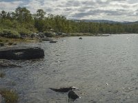 S, Norbotten Lan, Arjeplog 6, Saxifraga-Marijke Verhagen