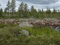 S, Norrbottens Lan, Arjeplog, Jackvik 2, Saxifraga-Jan van der Straaten