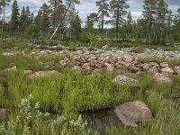 S, Norrbottens Lan, Arjeplog, Jackvik 3, Saxifraga-Jan van der Straaten