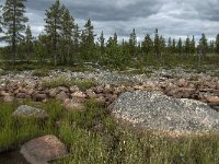 S, Norrbottens Lan, Arjeplog, Jackvik 4, Saxifraga-Jan van der Straaten