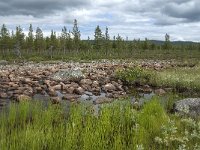 S, Norrbottens Lan, Arjeplog, Jackvik 5, Saxifraga-Jan van der Straaten