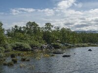 S, Norrbottens lan, Arjeplog 3, Saxifraga-Jan van der Straaten