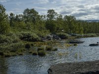 S, Norrbottens lan, Arjeplog 11, Saxifraga-Marijke Verhagen