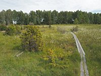 S, Ostergotlands lan, Vadstena, Hagebyhoga 1, Saxifraga-Hans Dekker