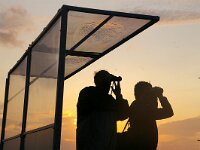 S, Skane lan, Vellinge, Falsterbo 2, Saxifraga-Foto Fitis-Sytske Dijksen