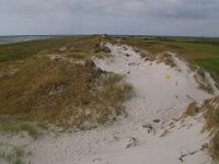 S, Skane lan, Vellinge, Falsterbo, Nabben 5, Saxifraga-Foto Fitis-Sytske Dijksen