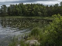 S, Uppsala lan, Heby 13, Saxifraga-Jan van der Straaten