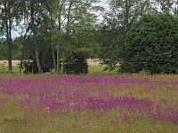 S, Uppsala lan,Tierp, Angskar 3, Saxifraga-Hans Dekker