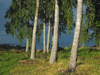 S, Uppsala lan,Tierp, Angskar 8, Saxifraga-Hans Dekker