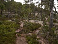 S, Vasternorrlands lan, Kramfors, Skuleskogen 5, Saxifraga-Jan van der Straaten