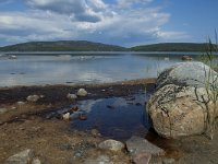 S, Vasternorrlands lan, Ornskoldsvik, Skuleskogen 18, Saxifraga-Marijke Verhagen