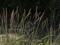 S, Vasternorrlands lan, Ornskoldsvik, Skuleskogen 4, Saxifraga-Jan van der Straaten