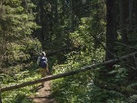 S, Vasternorrlands lan, Ornskoldsvik, Skuleskogen 6, Saxifraga-Jan van der Straaten