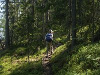 S, Vasternorrlands lan, Ornskoldsvik, Skuleskogen 7, Saxifraga-Jan van der Straaten