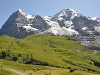 CH, Bern, Lauterbrunnen, Wengen-Kleine Scheidegg 3, Saxifraga-Tom Heijnen