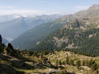 CH, Graubuenden, Val Muestair, Stilfserjoch 18, Saxifraga-Luuk Vermeer