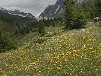 CH, Wallis, Blatten, Loetschental 27, Saxifraga-Willem van Kruijsbergen