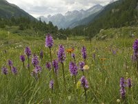 CH, Wallis, Blatten, Loetschental 9, Saxifraga-Willem van Kruijsbergen