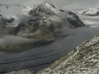 CH, Wallis, Fiesch, Eggishorn, Grosser Aletschgletscher 1, Saxifraga-Willem van Kruijsbergen