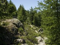 CH, Wallis, Riederalp, Aletschwald 2, Saxifraga-Willem van Kruijsbergen