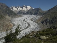 CH, Wallis, Riederalp, Grosser Aletschgletscher 14, Saxifraga-Willem van Kruijsbergen