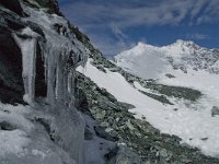 CH, Wallis, Saas Fee, Egginerjoch 3, Saxifraga-Willem van Kruijsbergen