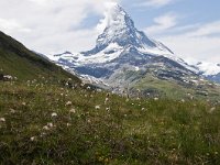 CH, Wallis, Zermatt, Gornergrat 15, Saxifraga-Luuk Vermeer