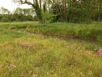 NL, Drenthe, Assen, Deurzerdiep 13, Saxifraga-Hans Boll