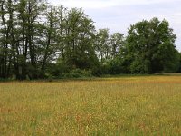 NL, Drenthe, Assen, Deurzerdiep 39, Saxifraga-Hans Boll