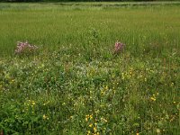 NL, Drenthe, Assen, Deurzerdiep 68, Saxifraga-Hans Boll