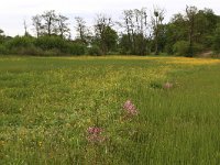 NL, Drenthe, Assen, Deurzerdiep 70, Saxifraga-Hans Boll