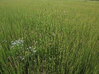 NL, Drenthe, Assen, Deurzerdiep 72, Saxifraga-Hans Boll