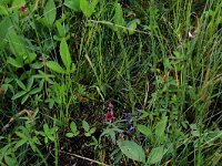 NL, Drenthe, Assen, Deurzerdiep 86, Saxifraga-Hans Boll