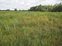 NL, Drenthe, Assen, Witterdiep 3, Saxifraga-Hans Dekker