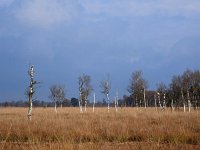 NL, Drenthe, Assen, Witterveld 1, Saxifraga-Hans Dekker