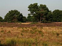 NL, Drenthe, Borger-Odoorn, Buinerzand 1, Saxifraga-Hans Boll