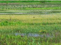 NL, Drenthe, Borger-Odoorn, LOFAR 14, Saxifraga-Hans Dekker