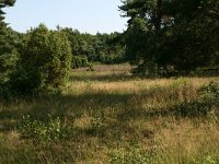 NL, Drenthe, Borger-Odoorn, Odoornerzand 2, Saxifraga-Hans Boll