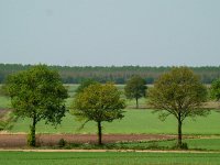 NL, Drenthe, Borger-Odoorn, Voorste Diep 2, Saxifraga-Hans Dekker