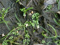 NL, Drenthe, Borger-Odoorn, ijsbaan Valthe 1, Saxifraga-Hans Boll